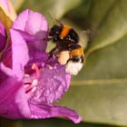 Hummel im Anflug auf Rhododendron