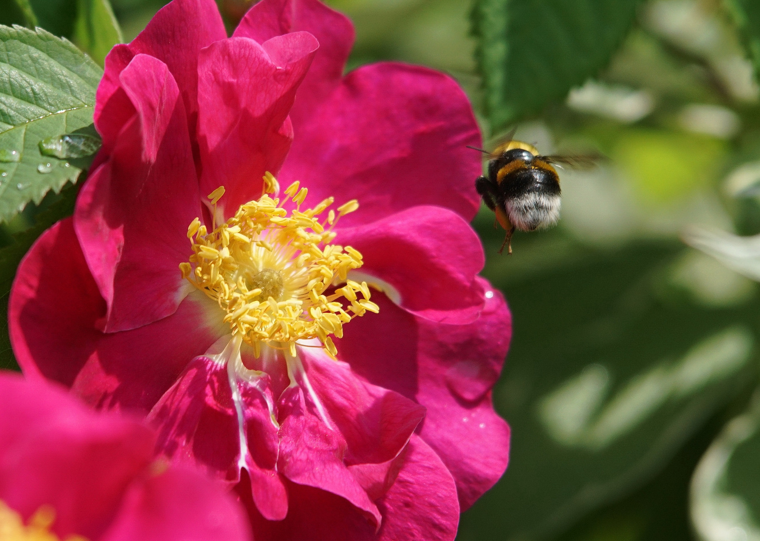 Hummel im Anflug auf Rose