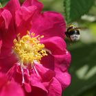 Hummel im Anflug auf Rose