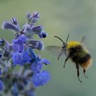 Hummel im Anflug