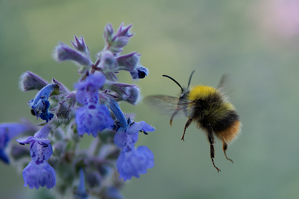 Hummel im Anflug