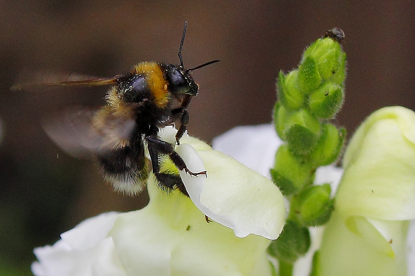 " Hummel im Anflug "