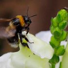 " Hummel im Anflug "