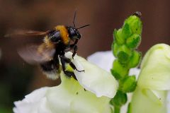 " Hummel im Anflug "