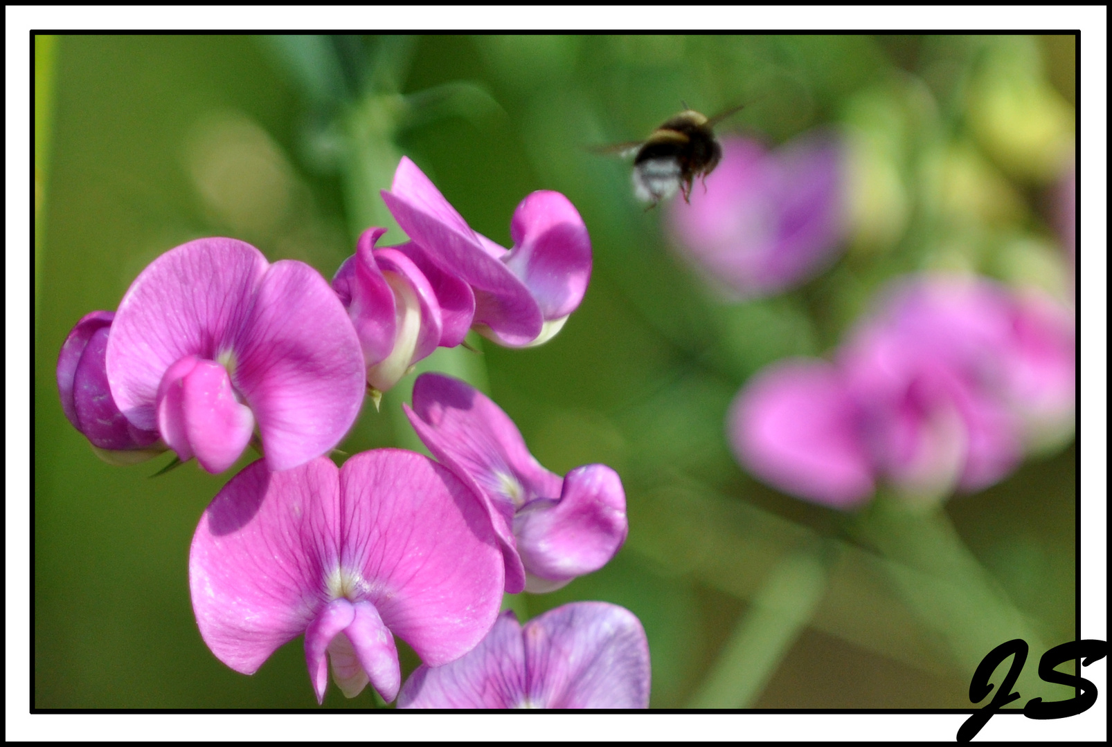 Hummel im Anflug