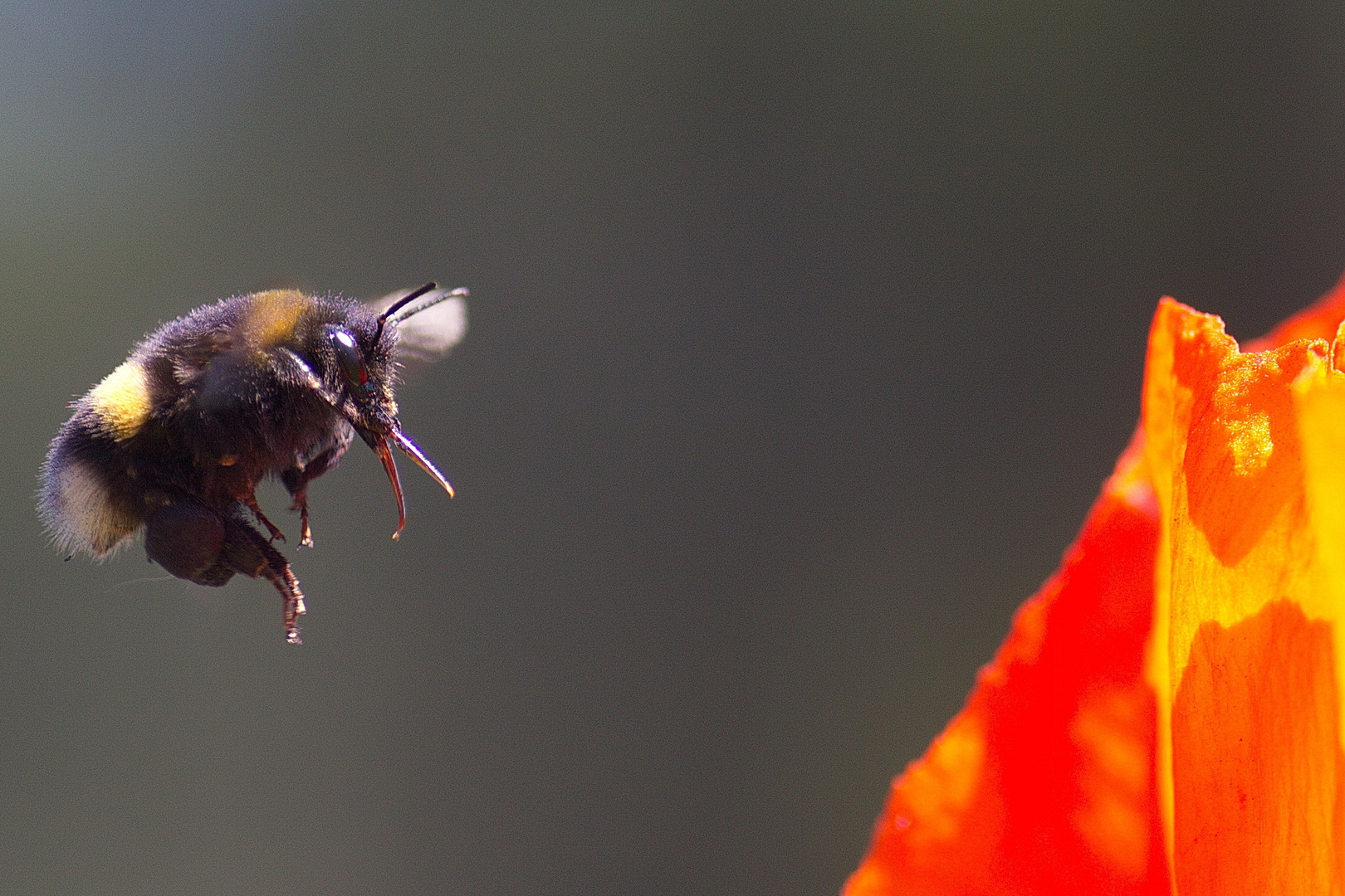 Hummel im Anflug