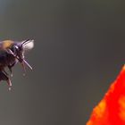 Hummel im Anflug