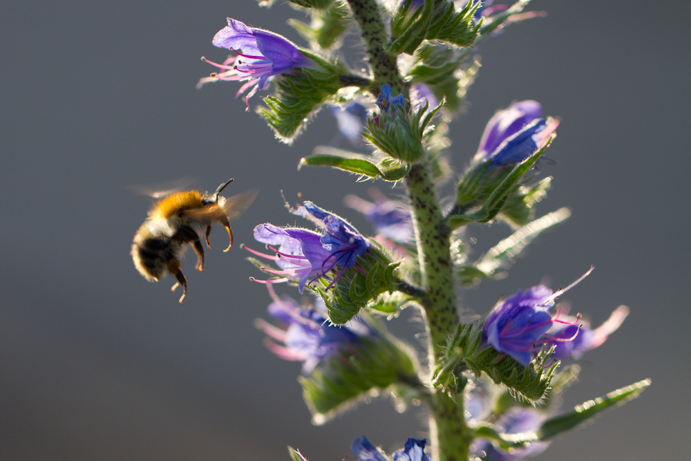 Hummel im Anflug