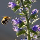 Hummel im Anflug