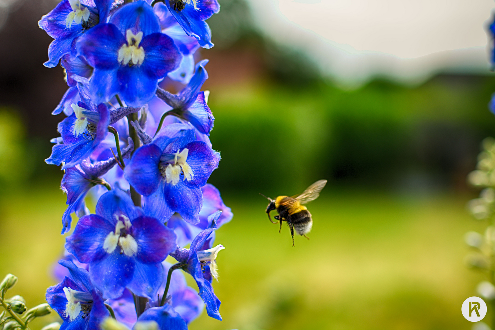 Hummel im Anflug!