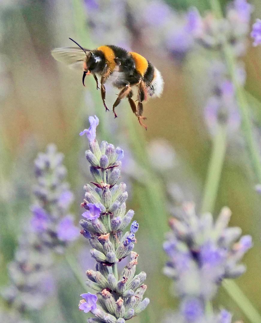 Hummel im Anflug....