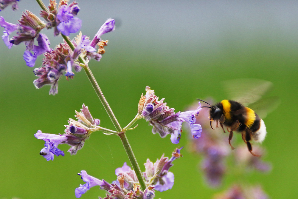 Hummel im Anflug