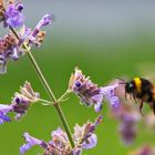 Hummel im Anflug