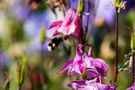 Hummel im Anflug von Kai Be 