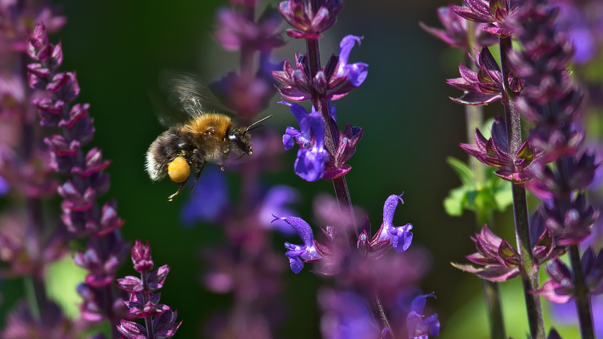 Hummel im Anflug