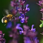 Hummel im Anflug