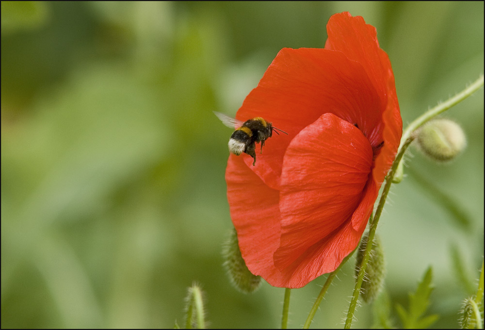 Hummel im Anflug