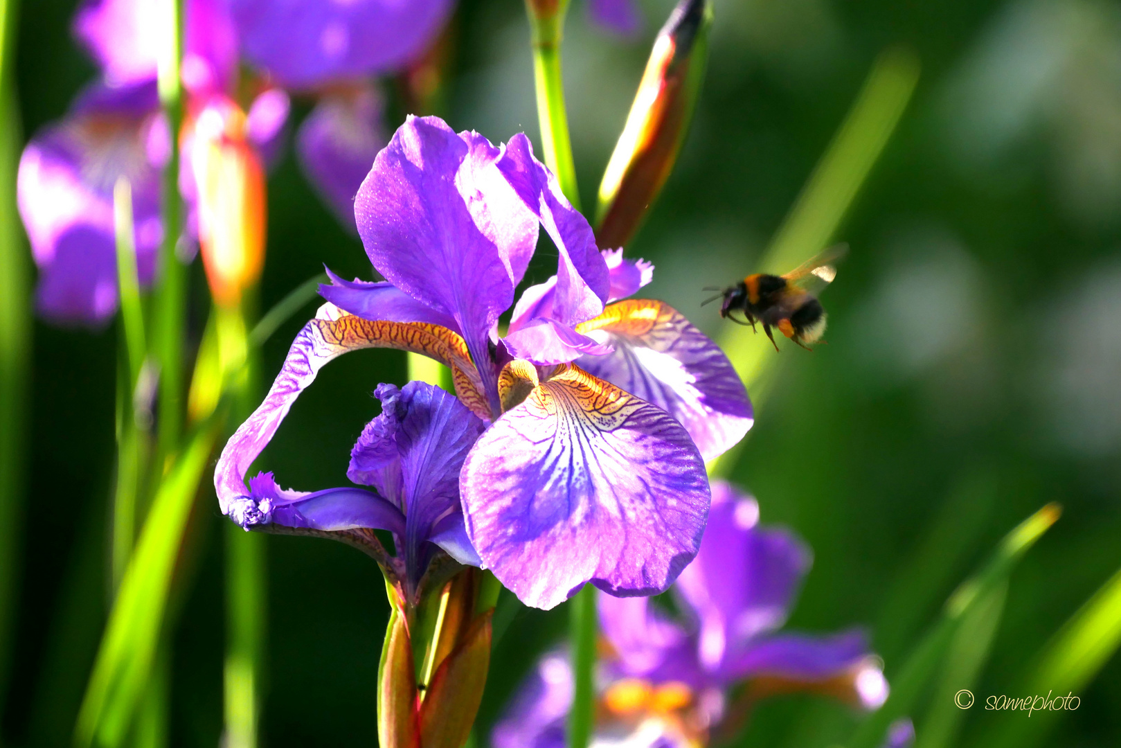 Hummel im Anflug