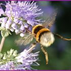 hummel im anflug