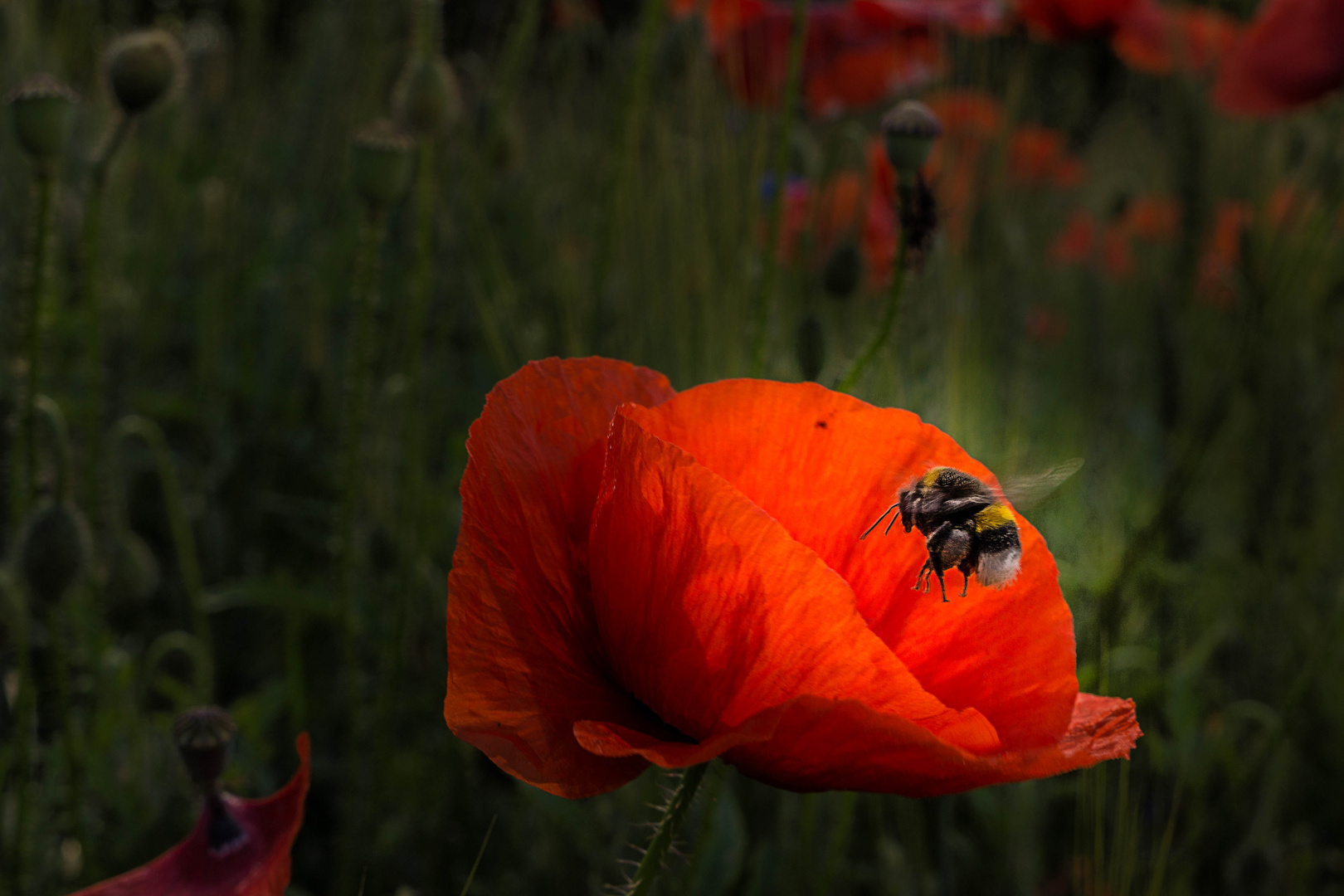 Hummel im Anflug