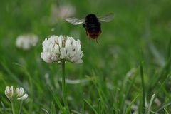 Hummel im Anflug!