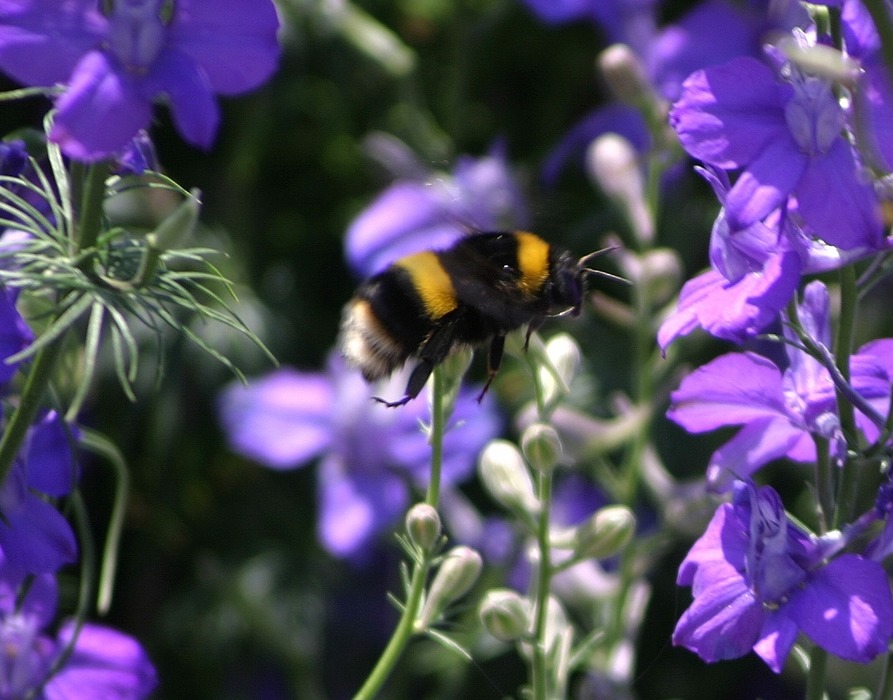 Hummel im Anflug