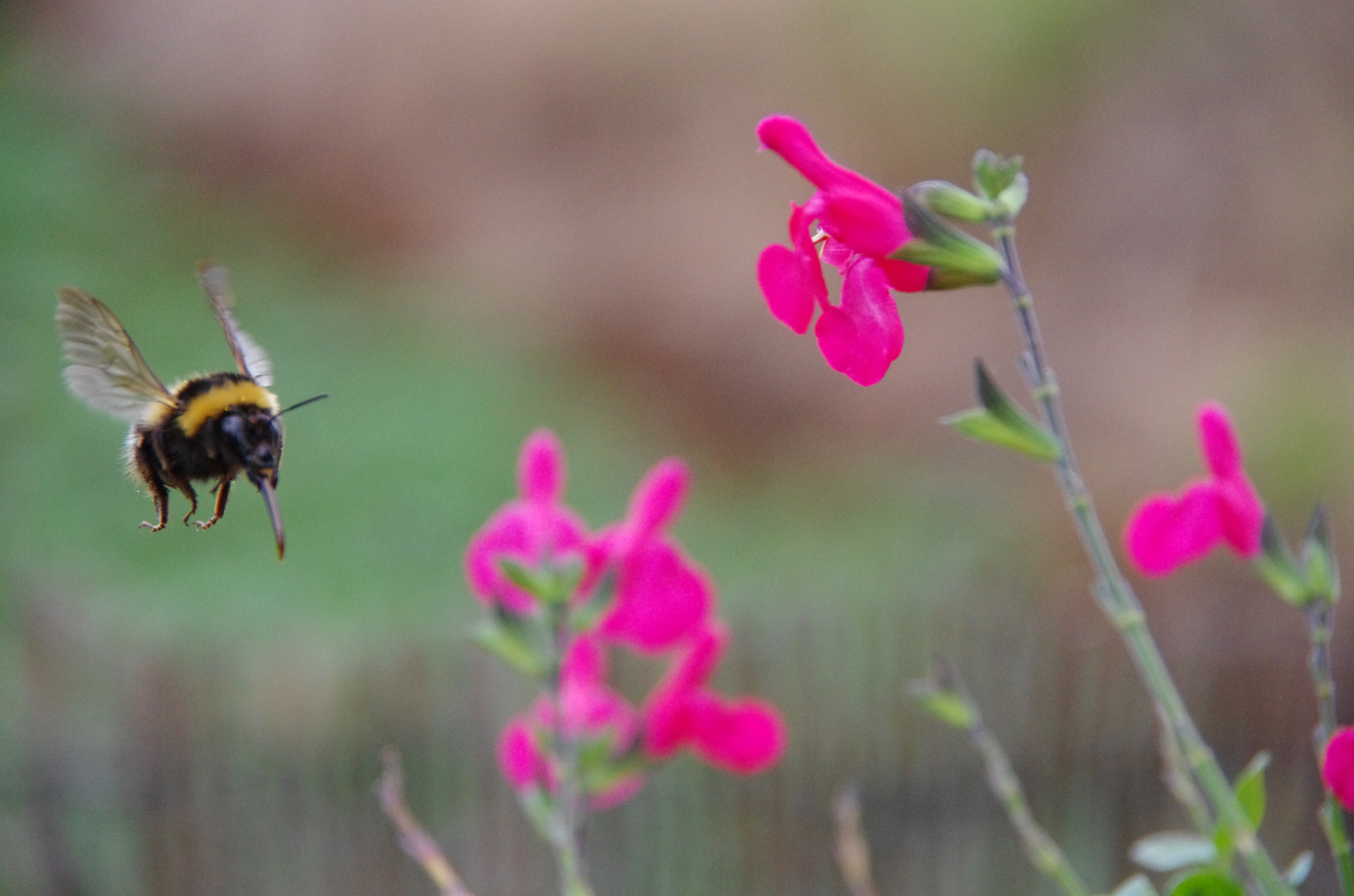 Hummel im Anflug