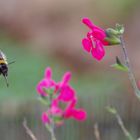 Hummel im Anflug