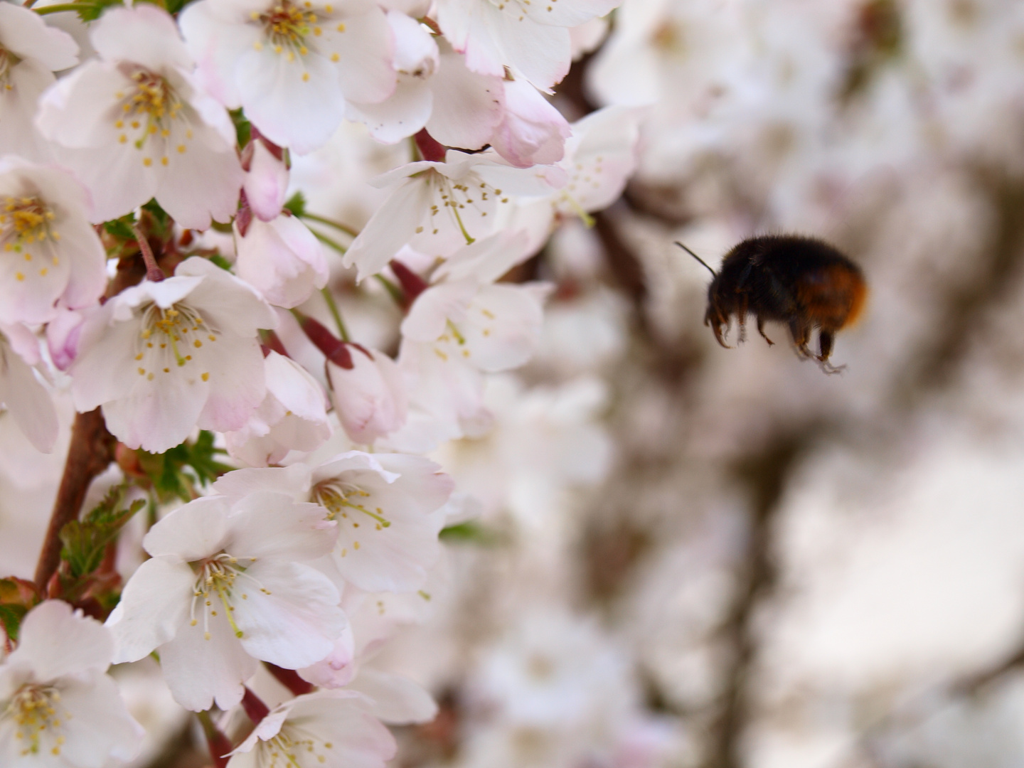 Hummel im Anflug