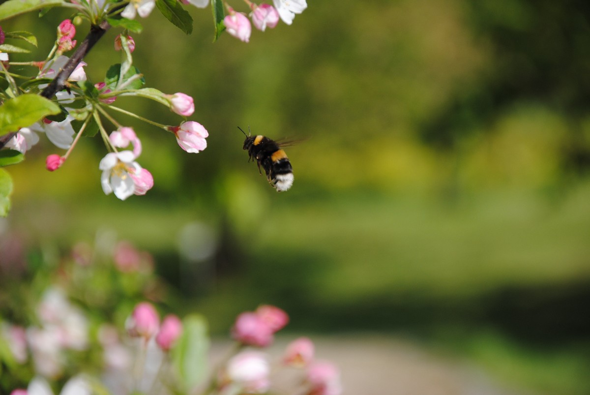 Hummel im Anflug