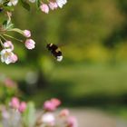 Hummel im Anflug