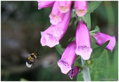 Hummel im Anflug.