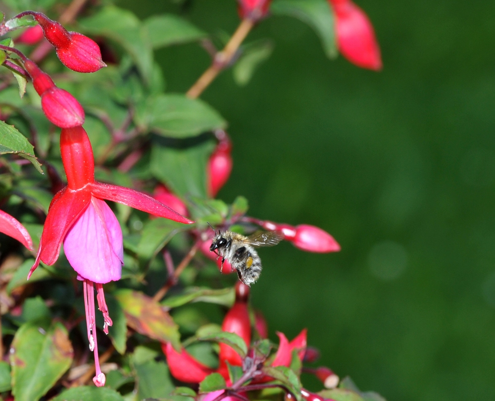 Hummel im Anflug