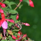 Hummel im Anflug