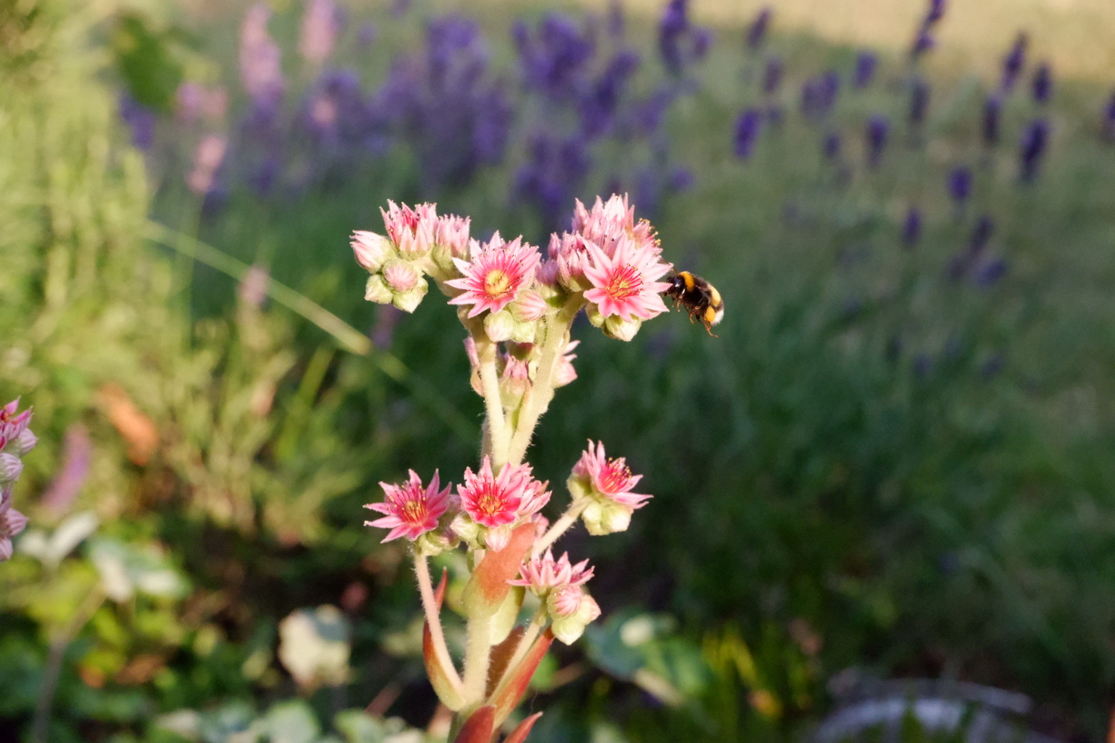 Hummel im Anflug