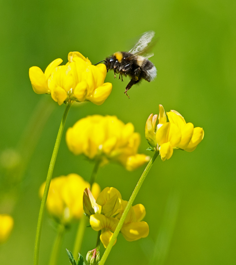 Hummel im Anflug