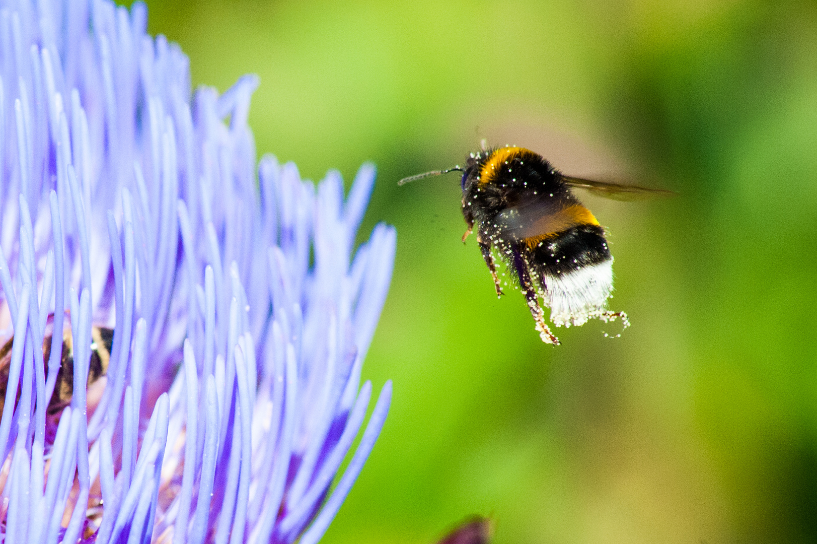 Hummel im Anflug