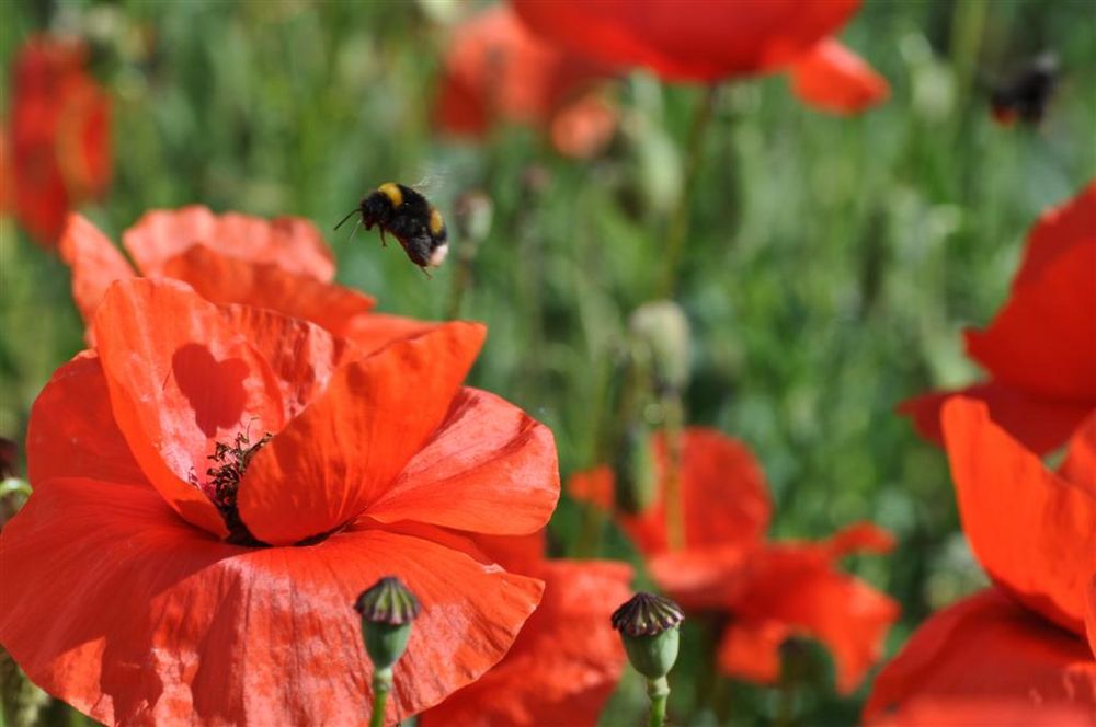 Hummel  im Anflug