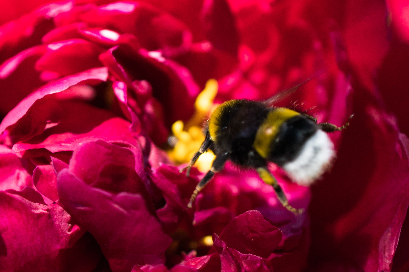 Hummel im Anflug