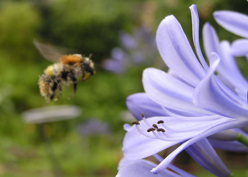 Hummel im Anflug Episode 2