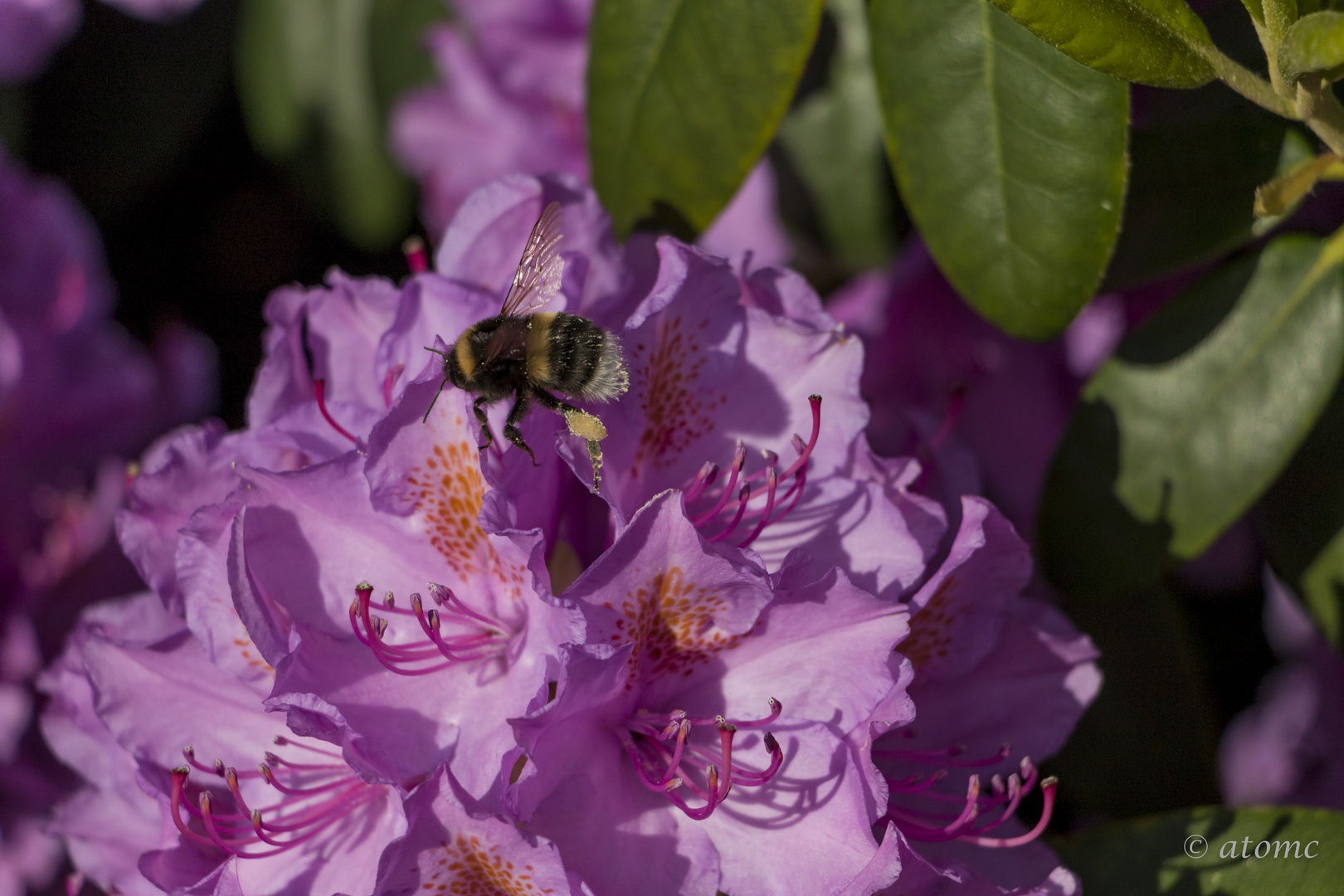 Hummel im Anflug, erbitte Landeerlaubnis.....