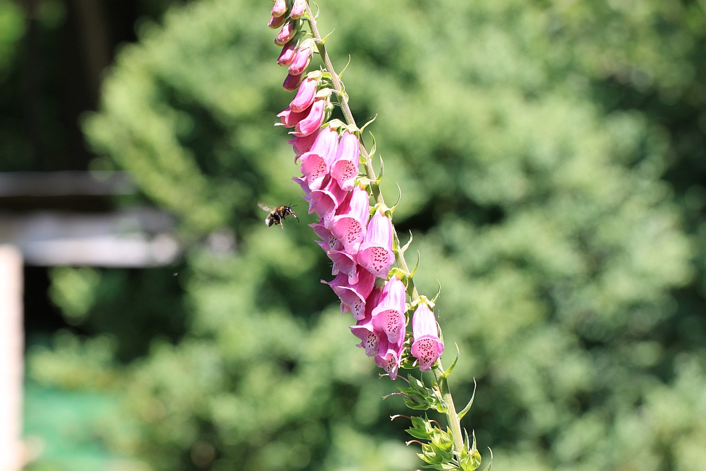 Hummel im Anflug