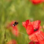 Hummel im Anflug 