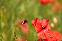 Hummel im Anflug 