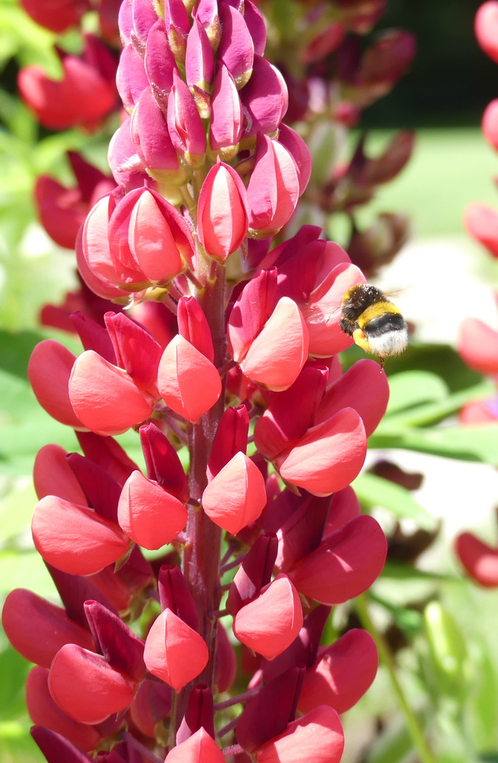 Hummel im Anflug