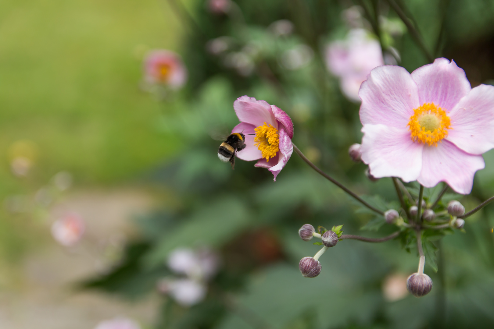 Hummel im Anflug