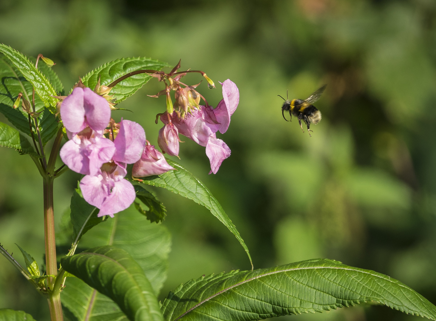 Hummel im Anflug