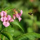 Hummel im Anflug