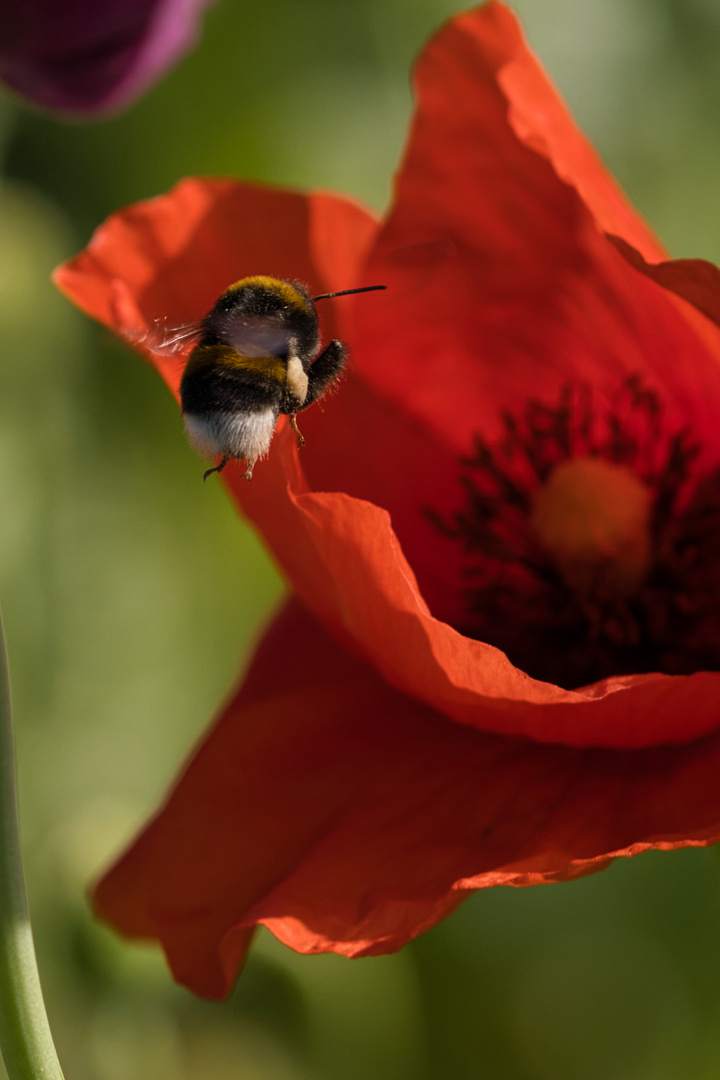 Hummel im Anflug_626