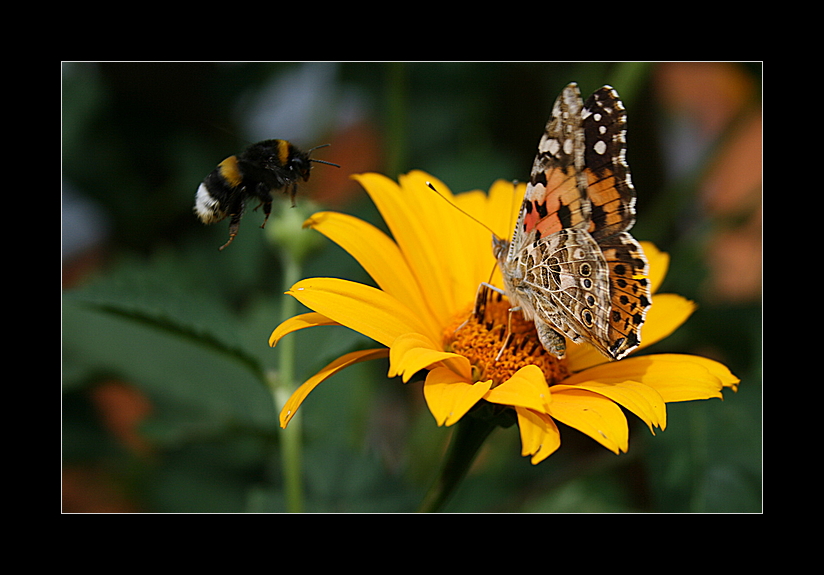 Hummel im Anmarsch